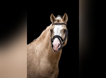 German Riding Pony, Stallion, 9 years, 14.1 hh, Palomino