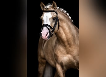 German Riding Pony, Stallion, 9 years, 14.1 hh, Palomino