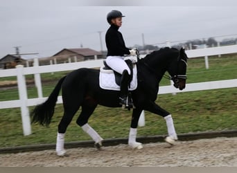 German Riding Pony, Stallion, 9 years, 14.2 hh, Bay-Dark