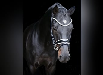 German Riding Pony, Stallion, 9 years, 14.2 hh, Bay-Dark