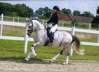 German Riding Pony, Stallion, 9 years, 14,1 hh, Grey