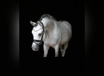 German Riding Pony, Stallion, 9 years, 14,1 hh, Grey