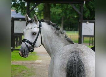 German Riding Pony, Stallion, 9 years, 14,1 hh, Grey