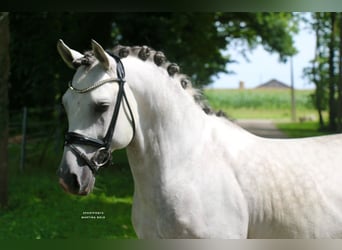 German Riding Pony, Stallion, 9 years, 14,1 hh, Grey