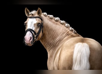 German Riding Pony, Stallion, 9 years, 14,1 hh, Palomino