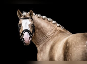 German Riding Pony, Stallion, 9 years, 14,1 hh, Palomino