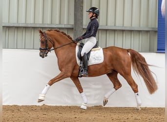 German Riding Pony, Stallion, 9 years, 15 hh, Chestnut-Red