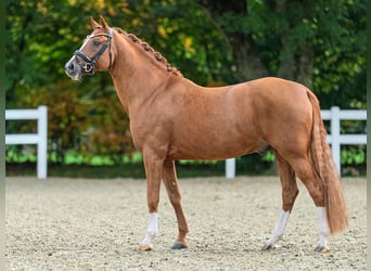 German Riding Pony, Stallion, 9 years, 15 hh, Chestnut-Red