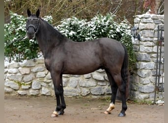 German Riding Pony, Stallion, 7 years, 14.1 hh, Bay-Dark