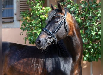 German Riding Pony, Stallion, 26 years, 14.2 hh, Bay-Dark
