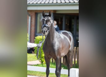 German Riding Pony, Stallion, 3 years, 14,1 hh, Black