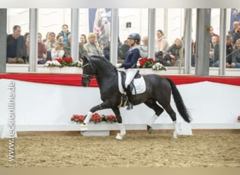 German Riding Pony, Stallion, 12 years, 14.3 hh, Black