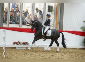 German Riding Pony, Stallion, 12 years, 14.3 hh, Black