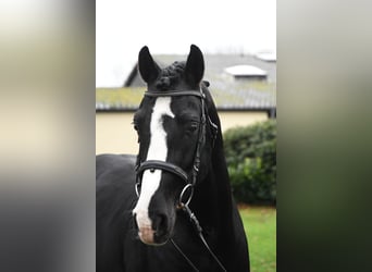 German Riding Pony, Stallion, 17 years, 14.1 hh, Black