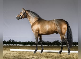 German Riding Pony, Stallion, 10 years, 14.2 hh, Brown