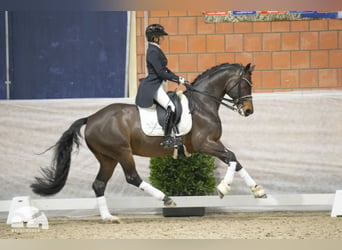 German Riding Pony, Stallion, 17 years, 15.1 hh, Brown