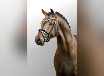 German Riding Pony, Stallion, 10 years, 14.2 hh, Brown