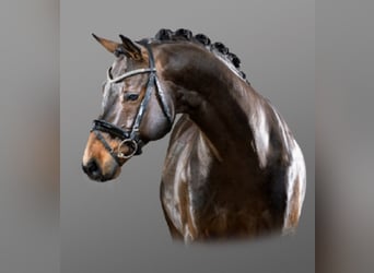 German Riding Pony, Stallion, 17 years, 15.1 hh, Brown