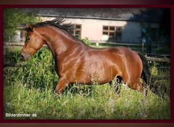 German Riding Pony, Stallion, 17 years, 14.2 hh, Brown