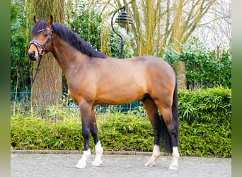 German Riding Pony, Stallion, 4 years, 14,1 hh, Brown