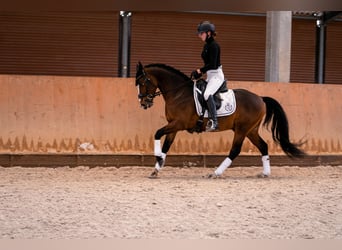 German Riding Pony, Stallion, 6 years, 14.1 hh, Brown
