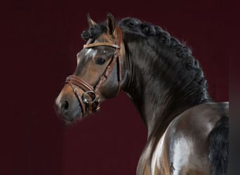 German Riding Pony, Stallion, 13 years, 14.1 hh, Brown