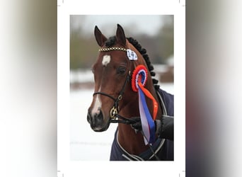 German Riding Pony, Stallion, 22 years, 14,1 hh, Brown