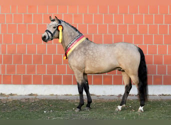 German Riding Pony, Stallion, 5 years, 14.1 hh, Buckskin