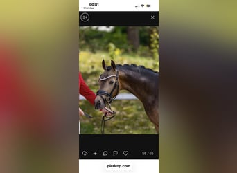 German Riding Pony, Stallion, 3 years, 14.1 hh, Buckskin