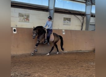 German Riding Pony, Stallion, 3 years, 14.1 hh, Buckskin