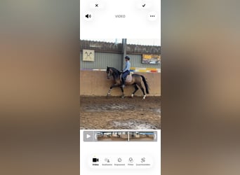 German Riding Pony, Stallion, 3 years, 14.1 hh, Buckskin