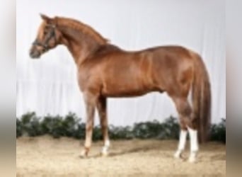 German Riding Pony, Stallion, 36 years, 14.2 hh, Chestnut-Red