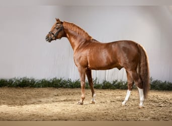 German Riding Pony, Stallion, 36 years, 14.2 hh, Chestnut-Red