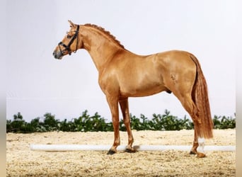 German Riding Pony, Stallion, 16 years, 14.1 hh, Chestnut-Red