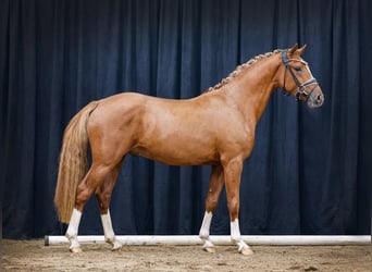 German Riding Pony, Stallion, 3 years, 14.1 hh, Chestnut-Red