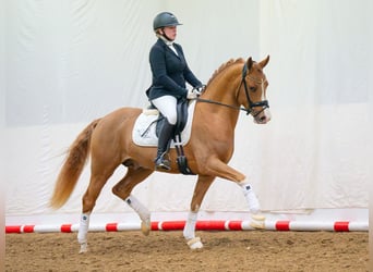 German Riding Pony, Stallion, 3 years, 14.2 hh, Chestnut-Red