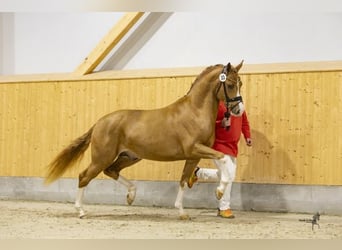 German Riding Pony, Stallion, 3 years, 14.2 hh, Chestnut-Red