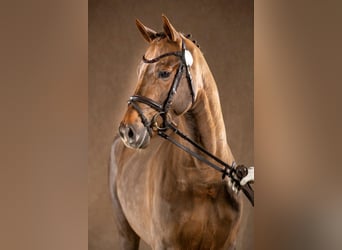 German Riding Pony, Stallion, 8 years, 14.1 hh, Chestnut