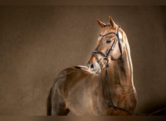 German Riding Pony, Stallion, 8 years, 14.1 hh, Chestnut
