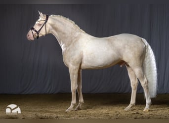 German Riding Pony, Stallion, 8 years, 15.1 hh, Cremello