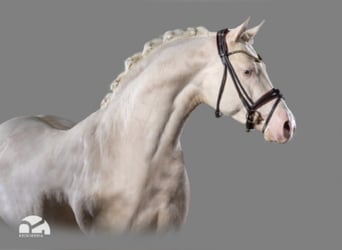 German Riding Pony, Stallion, 8 years, 15.1 hh, Cremello