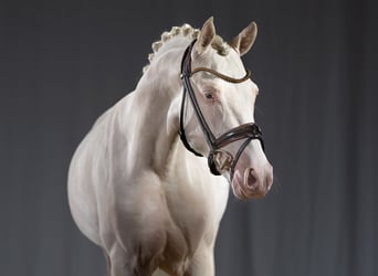 German Riding Pony, Stallion, 3 years, 14.1 hh, Cremello