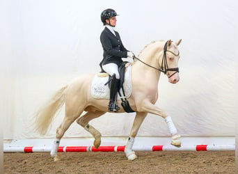 German Riding Pony, Stallion, 3 years, 14.1 hh, Cremello