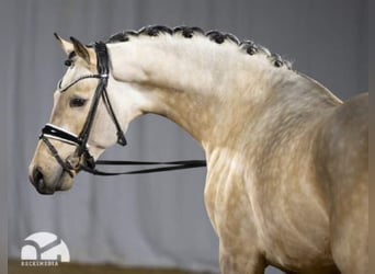 German Riding Pony, Stallion, 5 years, 14.2 hh, Dun