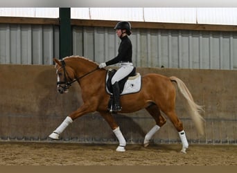 German Riding Pony, Stallion, 5 years, 14.1 hh, Dun