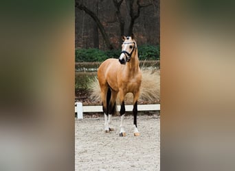 German Riding Pony, Stallion, 4 years, 14,1 hh, Dun