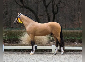 German Riding Pony, Stallion, 4 years, 14,1 hh, Dun