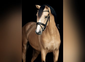 German Riding Pony, Stallion, 4 years, 14,1 hh, Dun