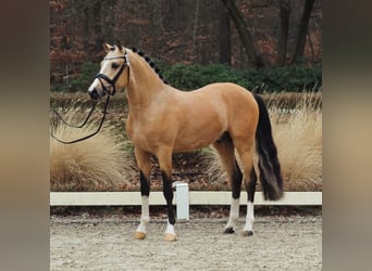 German Riding Pony, Stallion, 4 years, 14,1 hh, Dun