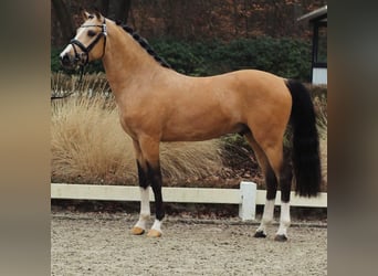 German Riding Pony, Stallion, 4 years, 14,1 hh, Dun